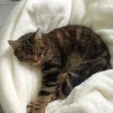 Foto del gato perdido en Seilhac