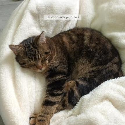 Foto 1/2 Simba Chat perdido en Seilhac