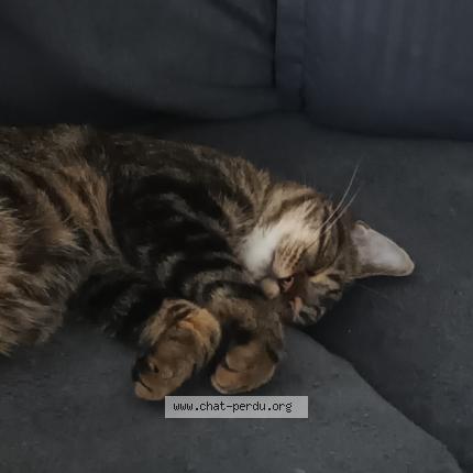 Foto 2/2 Simba Chat perdido en Seilhac