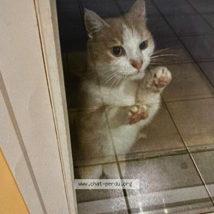 Foto 1/1 Gato encontrado Encontrado en Dardilly