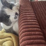 Foto del gato perdido en Trelaze