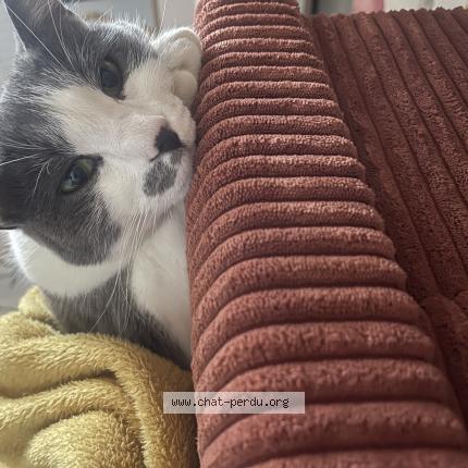 Foto 1/1 Mimi Chat perdido en Trelaze