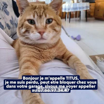 Foto 1/1 Titus Chat perdido en Sable sur sarthe