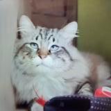 Foto del gato perdido en Niort