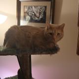 Foto del gato perdido en Dayton