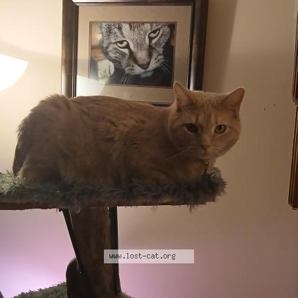 Foto 1/1 Parmisiano aka Measi Chat perdido en Dayton