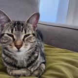 Foto de gato encontrado en Trois Rivieres