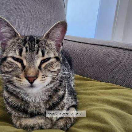 Foto 1/1 Gato encontrado Encontrado en Trois rivieres