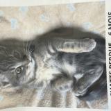 Foto del gato perdido en Andrezieux Boutheon