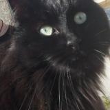 Foto de gato encontrado en Coulaines