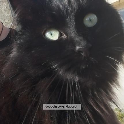 Foto 1/1 Gato encontrado Encontrado en Coulaines