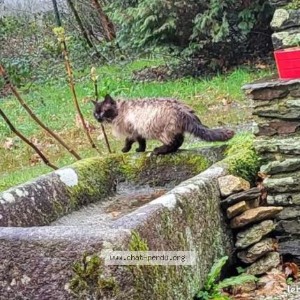 Foto 1/1 Gato encontrado Encontrado en Plouye