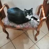 Foto del gato perdido en Muret