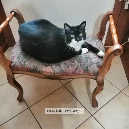 Foto 1/1 Minoushka Chat perdido en Muret