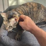 Foto de gato encontrado en Panama Albrook