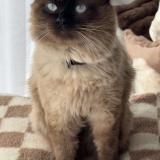 Foto del gato perdido en Liomer 80430