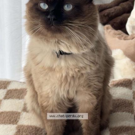 Foto 1/1 Capy Chat perdido en Liomer 80430