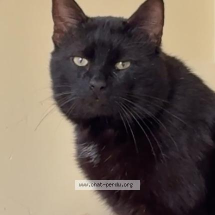 Foto 1/1 Zdoobi Chat perdido en St maurices des lions