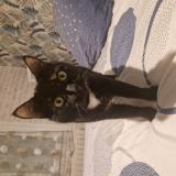 Foto del gato perdido en Le Breil Sur Merize