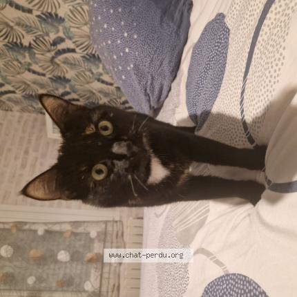 Foto 1/1 Yumi Chat perdido en Le breil sur merize