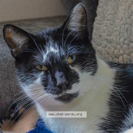 Foto 1/1 Looping Chat perdido en Sollies pont