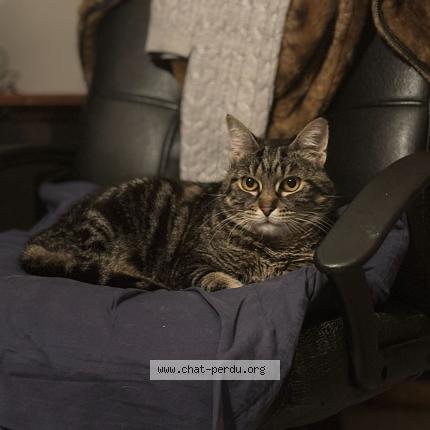 Foto 1/1 Marcel Chat perdido en Jouars ponchartrain