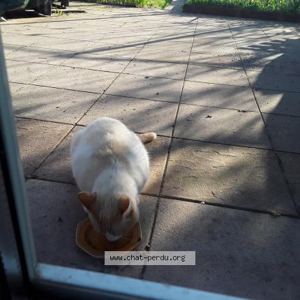 Foto 1/1 Gato encontrado Encontrado en Dombasle sur meurthe