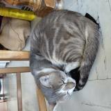 Foto del gato perdido en Puisieux