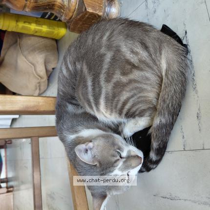 Foto 1/1 Simba Chat perdido en Puisieux