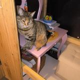 Foto del gato perdido en Monteux