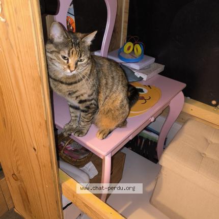 Foto 1/2 Stella Chat perdido en Monteux