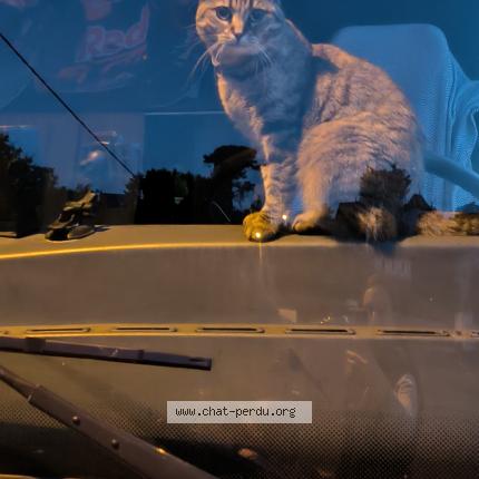 Foto 2/2 Stella Chat perdido en Monteux