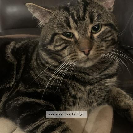 Foto 1/1 Pickles Chat perdido en Repentigny