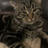 Foto del gato perdido en Repentigny