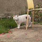 Foto de gato encontrado en Angers