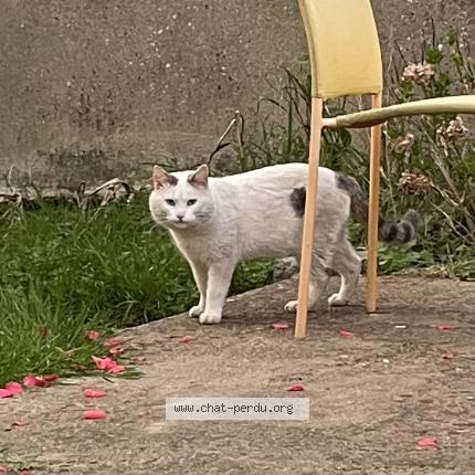 Foto 1/1 Gato encontrado Encontrado en Angers