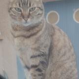 Foto del gato perdido en Roquettes