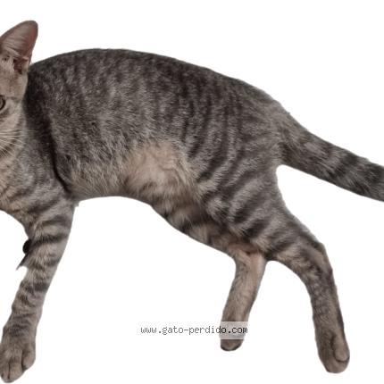 Foto 1/1 Pauli Chat perdido en Fernando de la mora