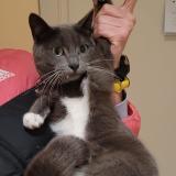 Foto de gato encontrado en Brussels