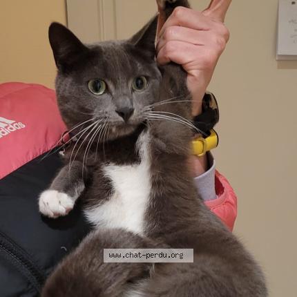 Foto 1/1 Gato encontrado Encontrado en Brussels