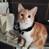 Foto del gato perdido en Vesoul