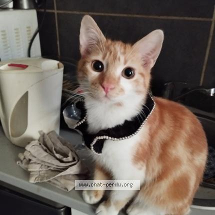 Foto 1/1 moncha varamel Chat perdido en Vesoul