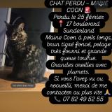 Foto del gato perdido en St Nazaire