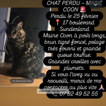 Foto 1/1 Talismann Chat perdido en St nazaire