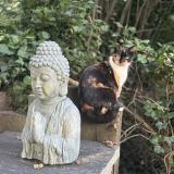 Foto del gato perdido en Vinneuf