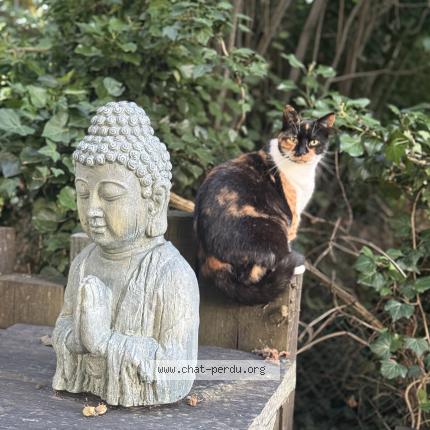 Foto 1/1 Lili Chat perdido en Vinneuf