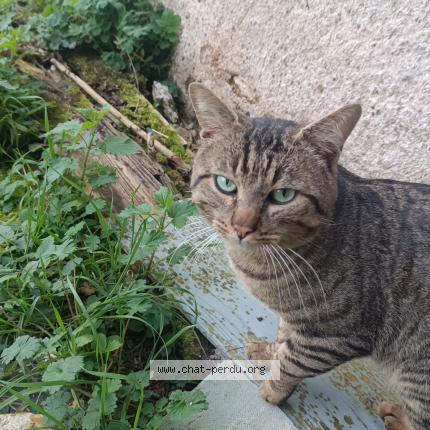 Foto 1/1 Gato encontrado Encontrado en Leignes sur fontaine