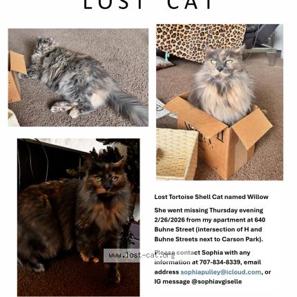 Foto 1/1 Willow Chat perdido en Eureka