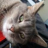 Foto del gato perdido en Virazeil