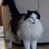 Foto de gato encontrado en Castelmaurou